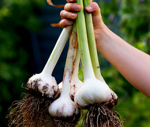 GARLIC