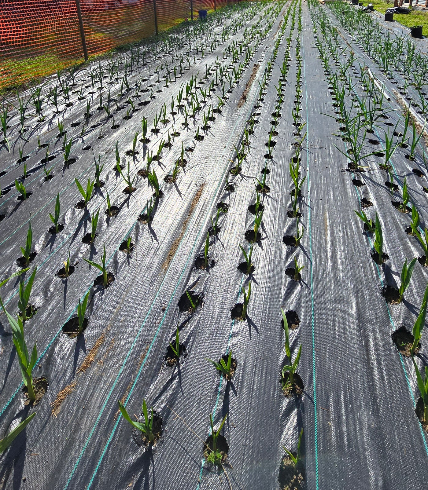 German Giant Garlic