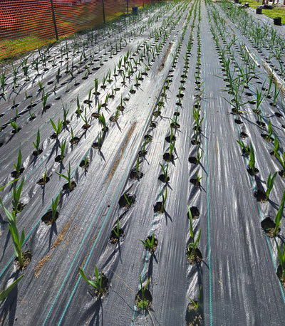 German Giant Garlic