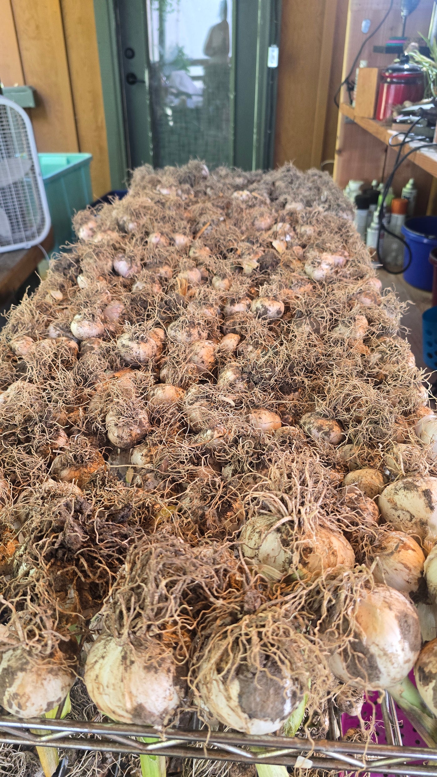 German Giant Garlic