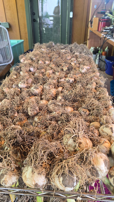 German Giant Garlic